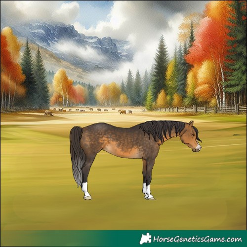 Horse Color:Buckskin 