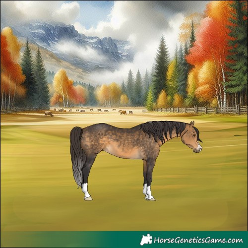 Horse Color:Buckskin 