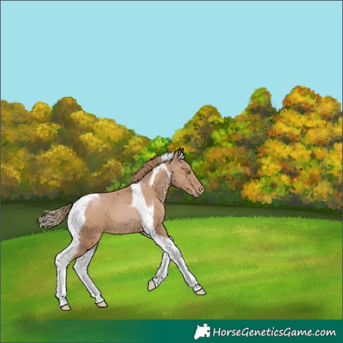 Horse Color:Black Pearl Tobiano 