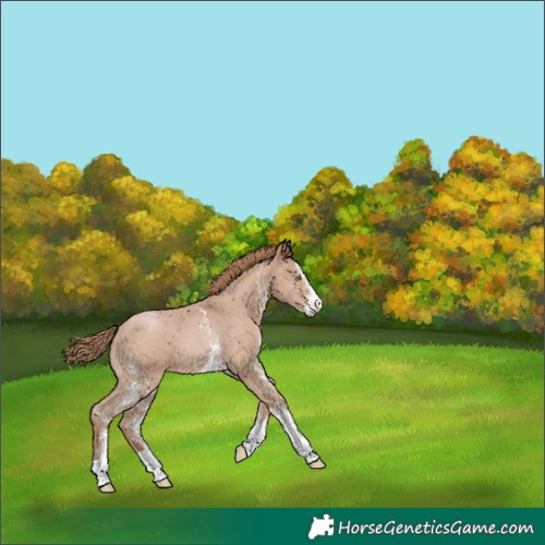 Horse Color:Black Pearl Sabino 