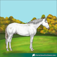 Horse Color:Black Pearl Sabino