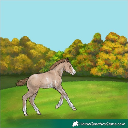 Horse Color:Black Pearl Sabino 