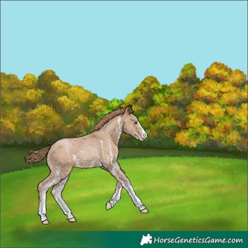 Horse Color:Black Pearl Sabino 