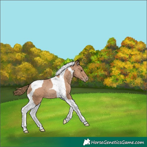 Horse Color:Black Pearl Tobiano 