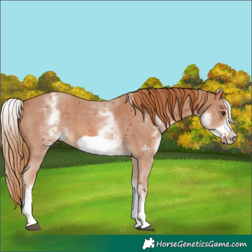 Horse Color:White Spotted Chestnut Sabino Frame 