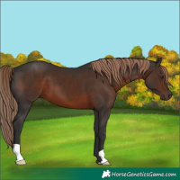 Horse Color:Liver Chestnut 