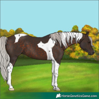 Horse Color:Silver Brown Tobiano 