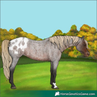 Horse Color:Liver Red Roan Appaloosa 
