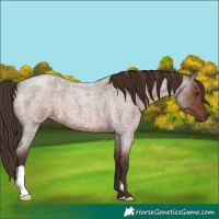 Horse Color:Liver Red Roan 
