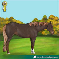 Horse Color:Liver Chestnut Appaloosa 