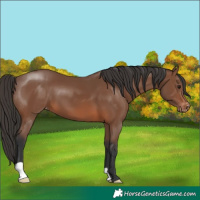 Horse Color:Brown Appaloosa