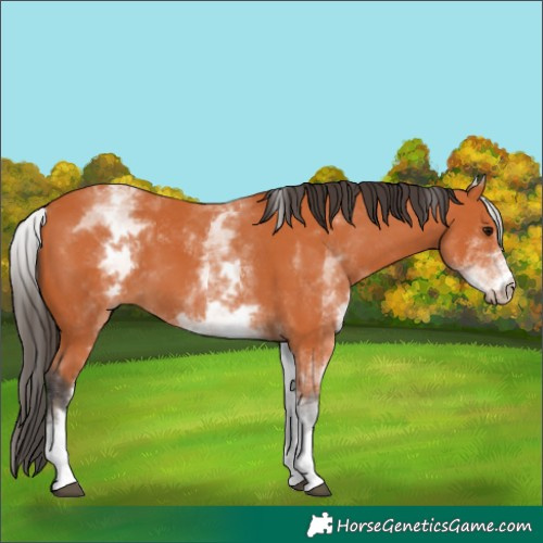 Horse Color:White Spotted Bay