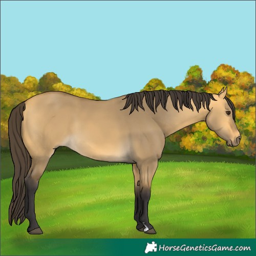 Horse Color:Buckskin Dun 