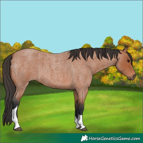 Horse Color:Bay Roan Tobiano