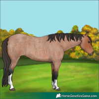 Horse Color:Bay Roan Tobiano