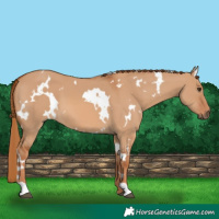 Horse Color:White Spotted Red Dun 