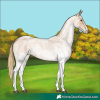 Horse Color:White Spotted Red Roan 