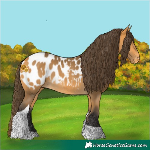 Horse Color:Buckskin Tobiano Blanket 