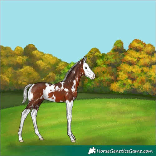 Horse Color:White Spotted Silver Brown Splash 