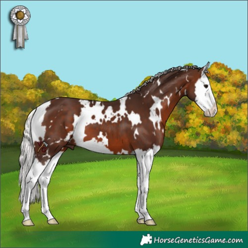 Horse Color:White Spotted Silver Brown Splash 