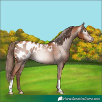 Horse Color:Gray Gold Champagne Appaloosa 