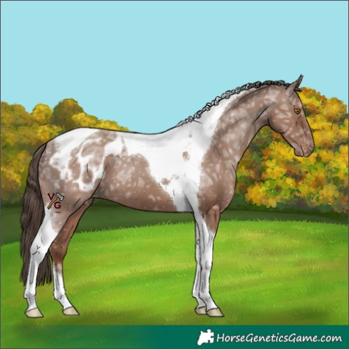 Horse Color:Classic Champagne Ice Tobiano Appaloosa 