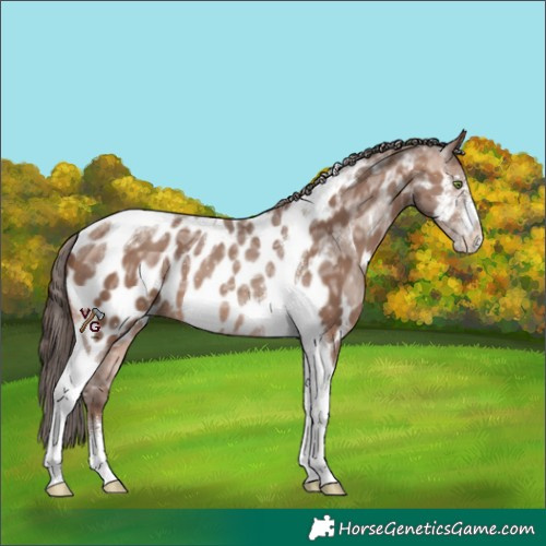 Horse Color:Sable Champagne Ice Sabino Tobiano Appaloosa 