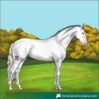 Horse Color:Gray Silver Sable Champagne Ice Splash Tobiano Appaloosa