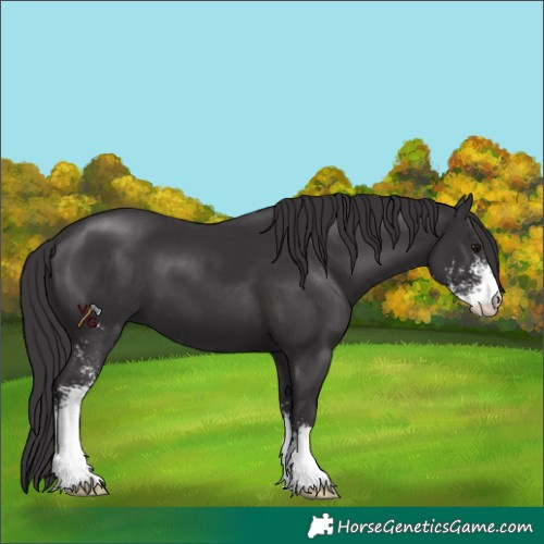 Horse Color:Smoky Black Sabino 