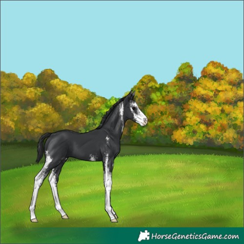 Horse Color:Black Sabino 