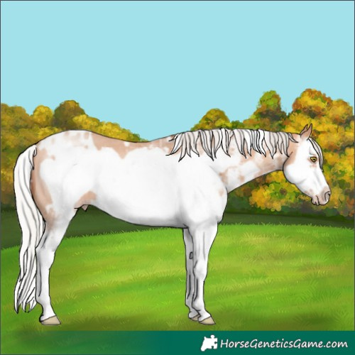 Horse Color:White Spotted Silver Amber Champagne Splash Frame 