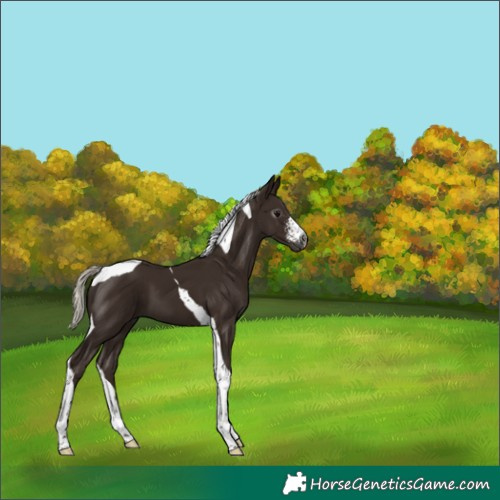 Horse Color:Gray Silver Black Sabino Tobiano 