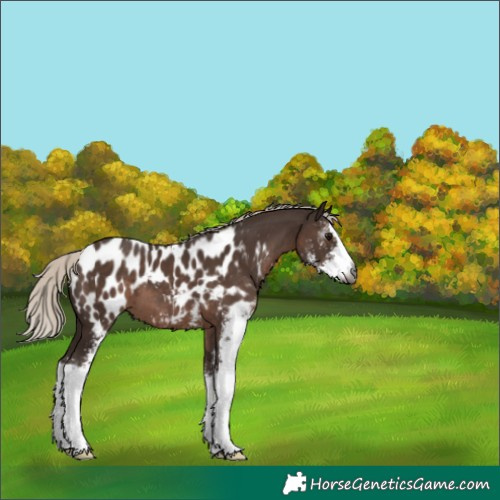Horse Color:Gray Silver Black Sabino Appaloosa 