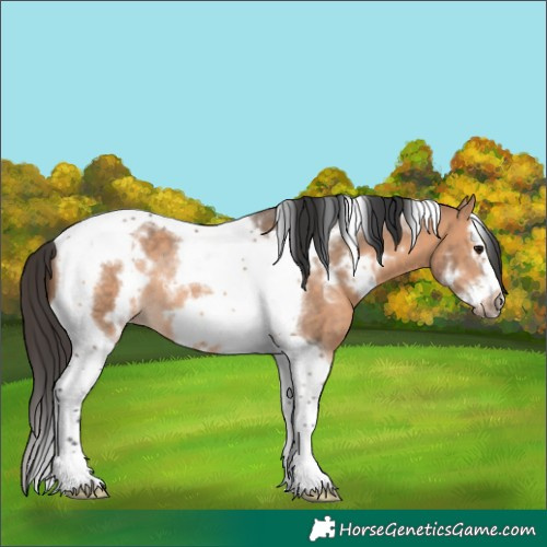Horse Color:White Spotted Brown Dun Splash Tobiano Frame Rabicano 