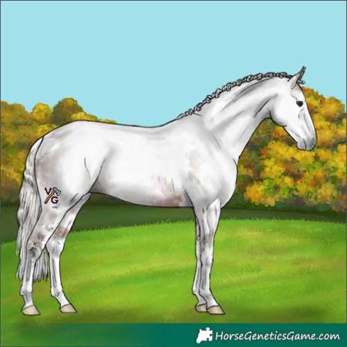 Horse Color:Gray White Spotted Silver Bay Sabino 