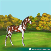 Horse Color:Gray White Spotted Silver Bay Sabino 