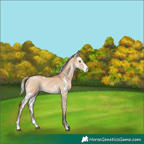 Horse Color:Silver Bay Dun Sabino 