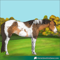 Horse Color:Buckskin Tobiano Frame Rabicano 