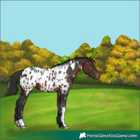 Horse Color:White Spotted Brown Appaloosa 