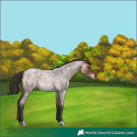 Horse Color:Brown Roan 