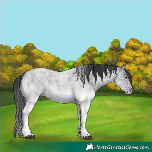 Horse Color:White Spotted Blue Roan 