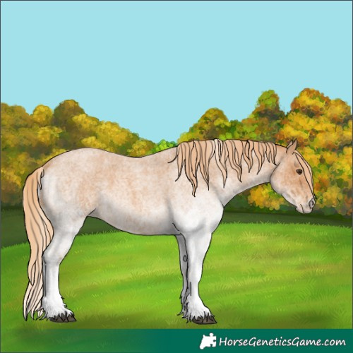 Horse Color:White Spotted Red Roan 
