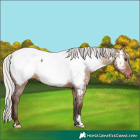 Horse Color:Silver Bay Dun Near Fewspot 