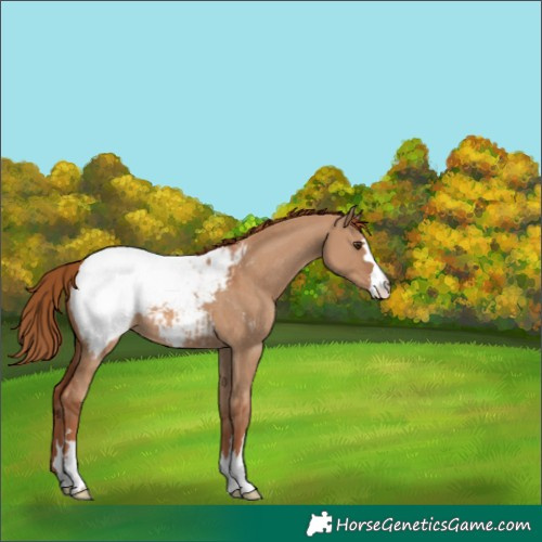 Horse Color:Red Dun Snowcap 