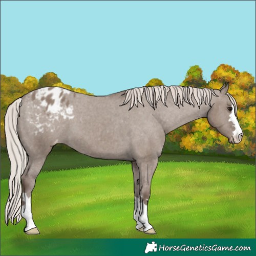 Horse Color:Silver Grullo Varnish 