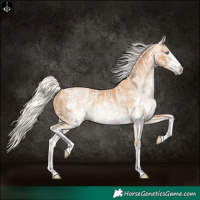 Horse Color:Cremello Sabino  and Gray Cremello Sabino 