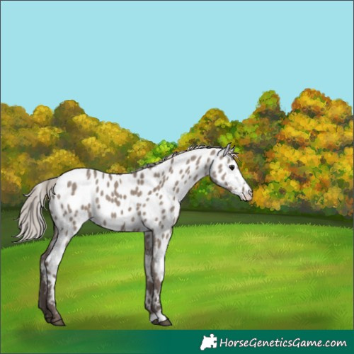 Horse Color:Silver Grullo Near Leopard 