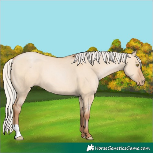 Horse Color:Silver Brown Pearl Dun 