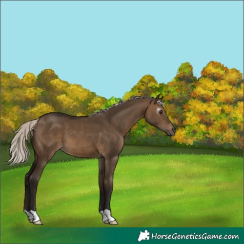 Horse Color:Gray Silver Bay Dun 