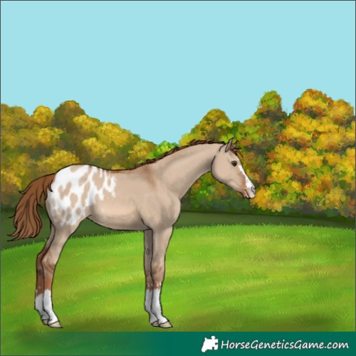 Horse Color:Red Dun Blanket 